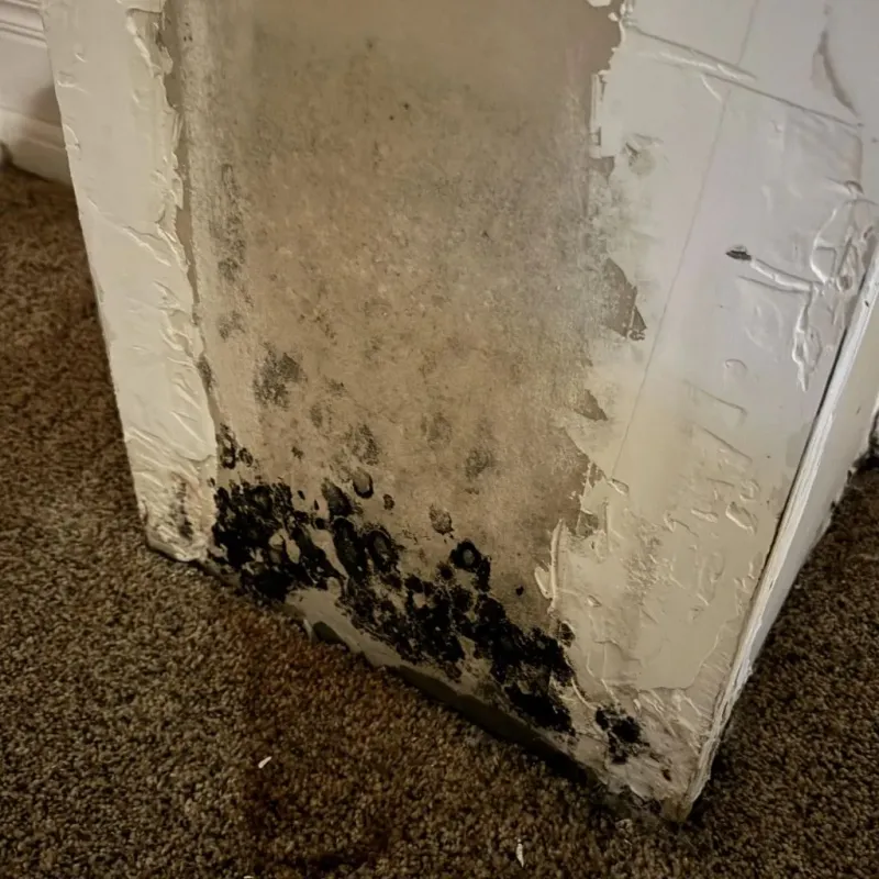 Professional Mold Removal in Chelsea, VT